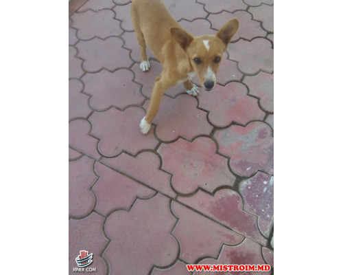 Заправки VAD-NORD